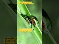 【昆虫衝撃アーカイブ】驚愕！わたしが驚いたコガネムシの執念。ライバルを退け愛を貫く生殖行動を4Kで目撃 #コガネムシ #恋愛 #昆虫図鑑 #昆虫観察 #insects #undaze #4k