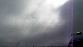 Poolse Duivenlossing In Veendam