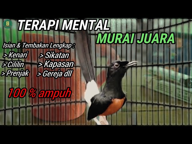 TEMBAKAN MURAIBATU & ISIAN LENGKAP COCOK DI PUTAR MALAM HARI JAMIN MURAI ANDA LANGSUNG MENAWAN JURI! class=