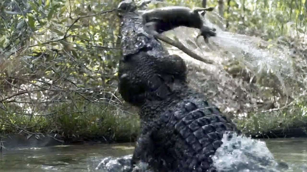 The Largest and Strongest Predator in Nature – Saltwater Crocodile! 💀🔥 ...