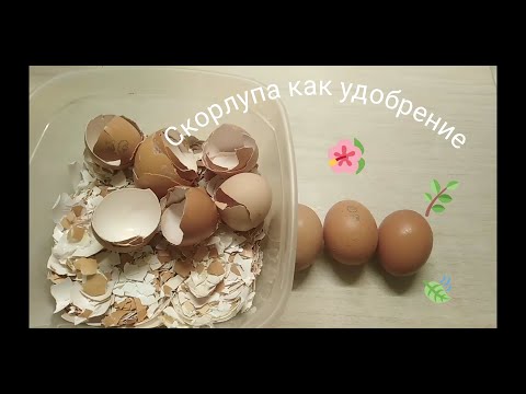 Важно знать!!! Яичная скорлупа как удобрение в сад и огород
