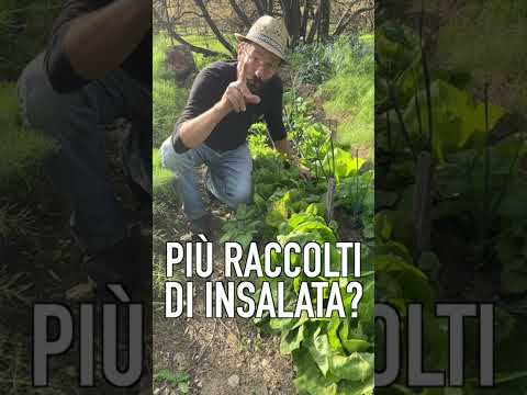 Video: Prevenire il bullone della lattuga - Cosa fare quando la lattuga sta fiorindo