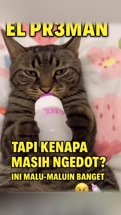 APAAN NIH‼️EL PLEMAN KOK NGEMPENG 😭🤣 #kucinglucu #cat