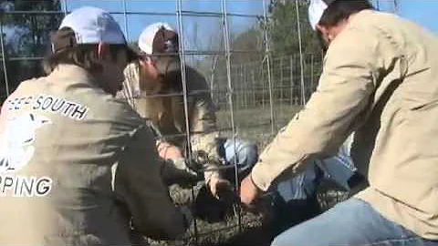 Turning feral hog problem into business opportun