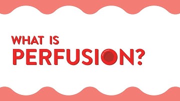 What Is Perfusion?