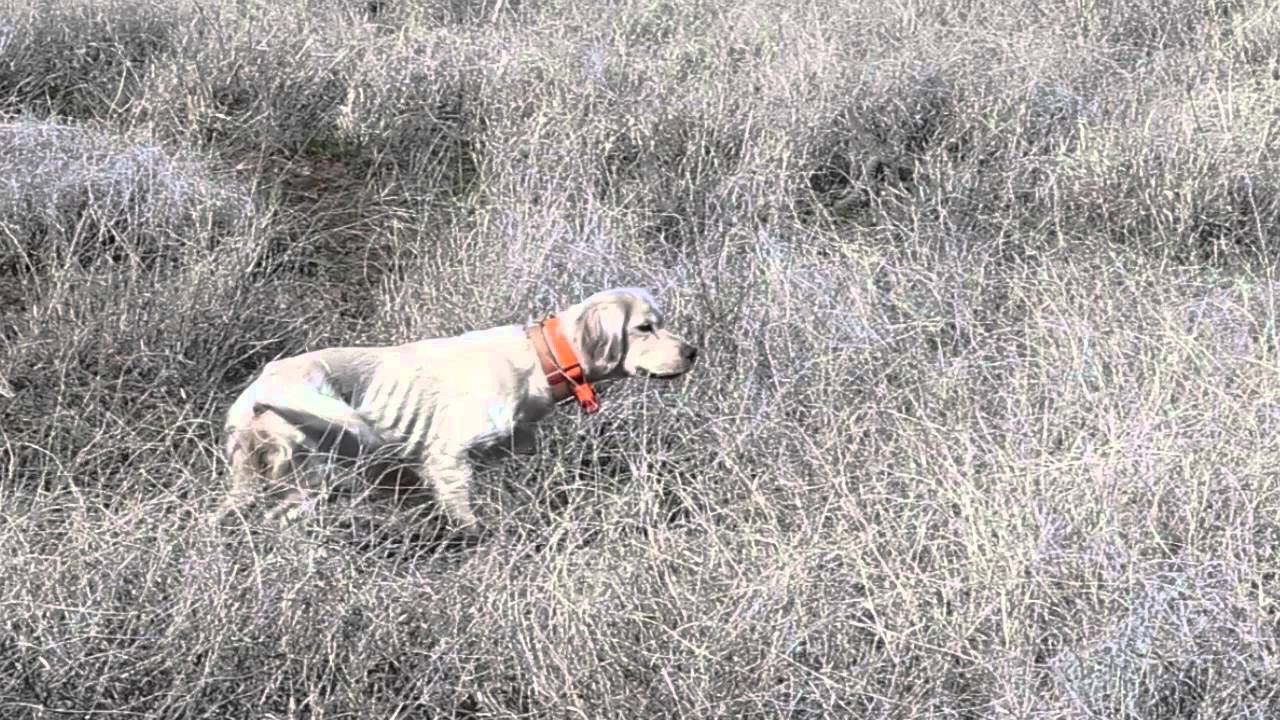 Gambel's Quail Action with the San Carlos Bird Vest 