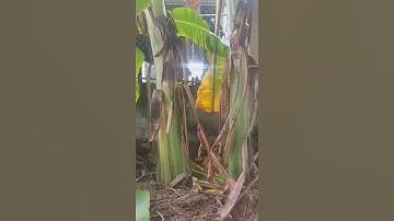 Chuối Cô Đơn ( mồ côi ) . Đặt trị sỏi thận.