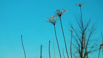 Panasonic GH5, variable Frame Rates, April 28