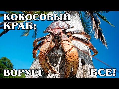 Видео: Земля Крабы-отшельники как домашние животные