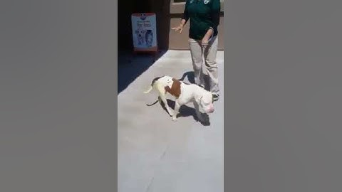 trim C3B6383F 0DD8 4F31 8B71 416FC7522873