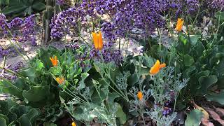 Free Flowers!!!  Purple Statice