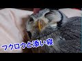 【作業用】フクロウと添い寝してみませんか？