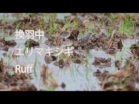 【換羽中】エリマキシギ Ruff