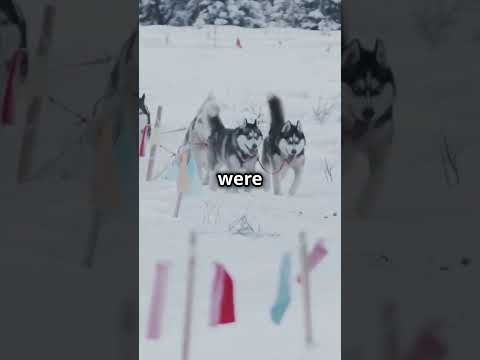 How Huskies Saved