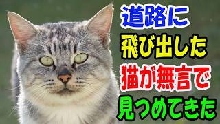見張られている?道路に飛び出してきた猫が無言で見つめてきて..【猫の不思議な話】【朗読】