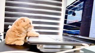 かまって欲しくて仕事の邪魔をする子猫が可愛すぎた【マンチカン】