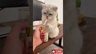 cat smoking 🚬 cigarettes 🚬#shorts #trending