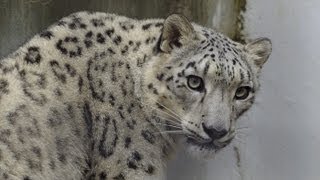 アジアゾーンへ引越しの日〜ユキヒョウ リーベとリアン