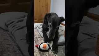 More animal toy hospital #doglovers #greyhounds #dogcare #dogtraining  #dogvideos  #mustwatch