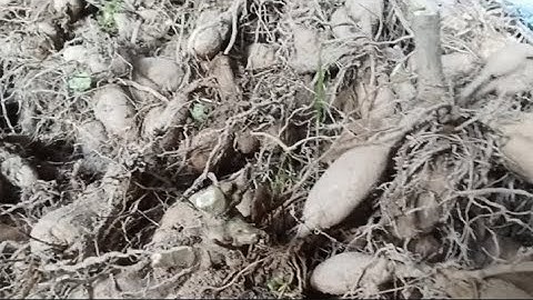 Bảo Quản Củ Giống Hoa Thược Dược Trong Kho Khi Mùa Mưa Đến