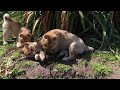 子犬がさつま芋の根っこを引っ張りっこ