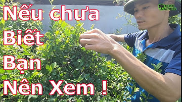 ✅Cách điều chỉnh độ mất cân đối của tay cành cây cảnh bonsai hiệu quả nhất✔️BShp