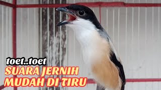 Cendet Gacor Toet Toet Suara Jernih Ampuh Mudah Di Tiru Cendet Manapun Yang Mendengarnya