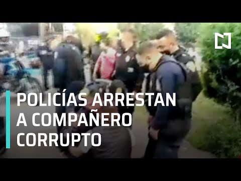 Vídeo: Polisias Arbustives