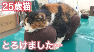 初めてのクッションでとろけた歳猫が可愛すぎました。老猫介護にも役立ちそうです。