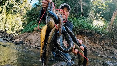 Xuyên Rừng Lênh Thượng Nguồn Sông Đồng Nai Câu Nhiều Cá Lớn | Big fish fishing in the forest