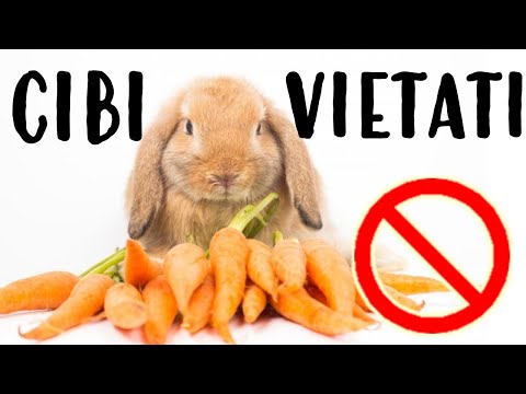 Video: Nutrire I Conigli