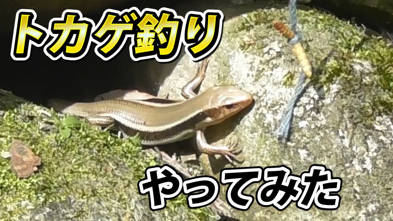 トカゲ釣りにチャレンジ！ミルワームで釣れる？