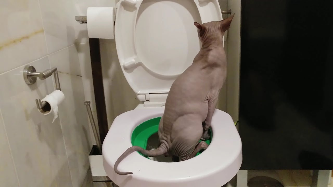 Sphynx Cat Goes To The Human Toilet 🚾🚽 YouTube