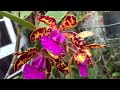 ЛЕТНЕЕ ЦВЕТЕНИЕ. Красивые Гибриды Каттлей, Vanda Ruby Jewell, Bulbophillum, Maxilaria Tenefolia, Den