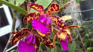 ЛЕТНЕЕ ЦВЕТЕНИЕ. Красивые Гибриды Каттлей, Vanda Ruby Jewell, Bulbophillum, Maxilaria Tenefolia, Den