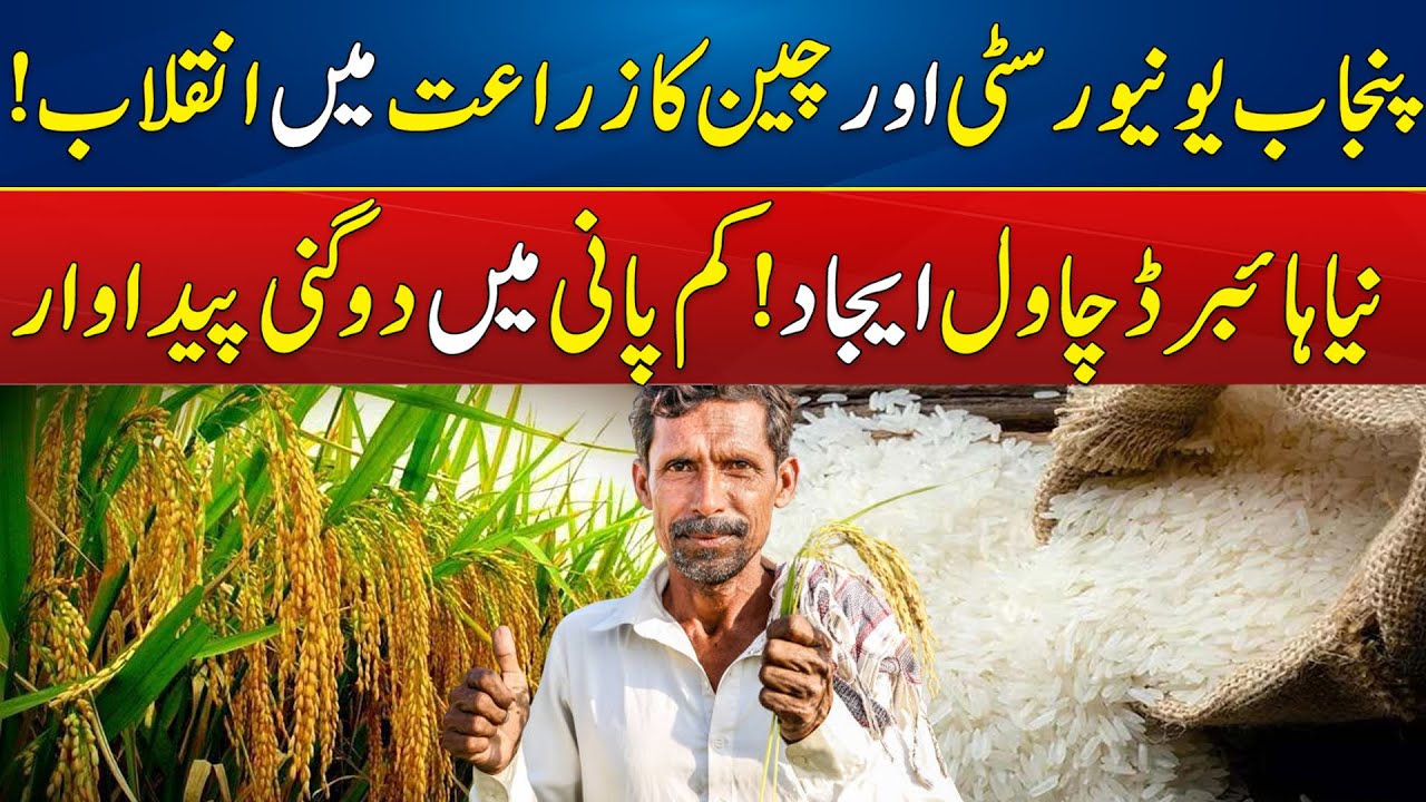 786 Hybrid Rice Invented! | Punjab University And China Revolutionize Agriculture | Digital Pakistan