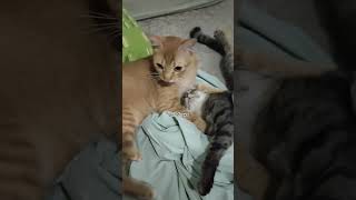 Part 1: kdg slg sayang, kdg slg serang. Namanya jg sodara #serrumandthegang #catvideos #kucinglucu