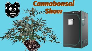 New Grow Tent, root trim, and rope work
