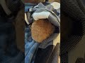 Cat Under Blanket
