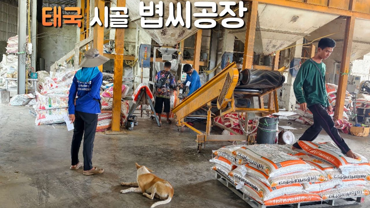 태국 시골 볍씨공장 내부 공개합니다