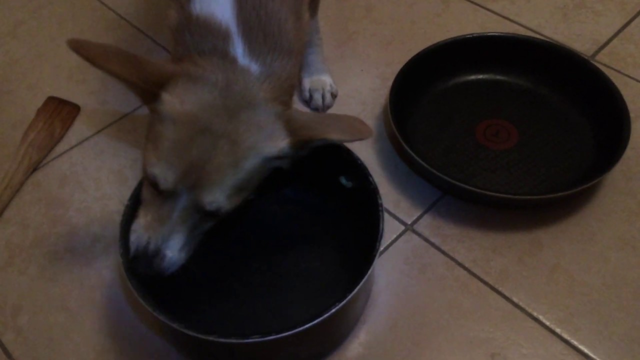 Laissez votre chienne faire la vaisselle (à poëele)