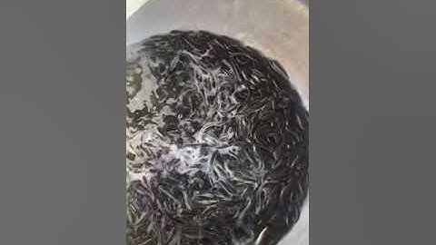 Cá lóc đầu nhím giống 0909 77 0509. TRẠI CÁ GIỐNG ÚT ME