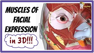 MUSCLES OF FACIAL EXPRESSIONS IN 3D !!!