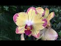Орхидеи в Леруа Мерлен 4 ноября 2020 г.