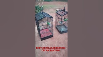 MANFAAT MENJEMUR BURUNG CAK RANTING
