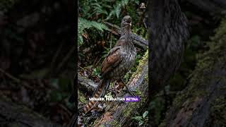 Burung ini bisa meniru suara apa saja !? #faktahewan #lyrebird #penirusuara #faktaunik #hewanlangka
