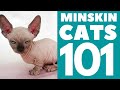 The Minskin Cat 101 : Breed & Personality の動画、YouTube動画。