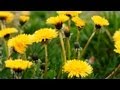 How to Cook With Dandelions | P. Allen Smith Cooking Classics