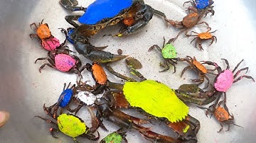 Thảo Cady đi bắt các con vật ở trong ao cá bắt được rất nhiều cá bẩy màu, cá vàng, cá koi, con cua,