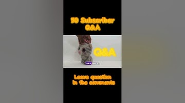 Ask Questions For My 50 Subscriber Q&A #shorts #beanieboo #50subs